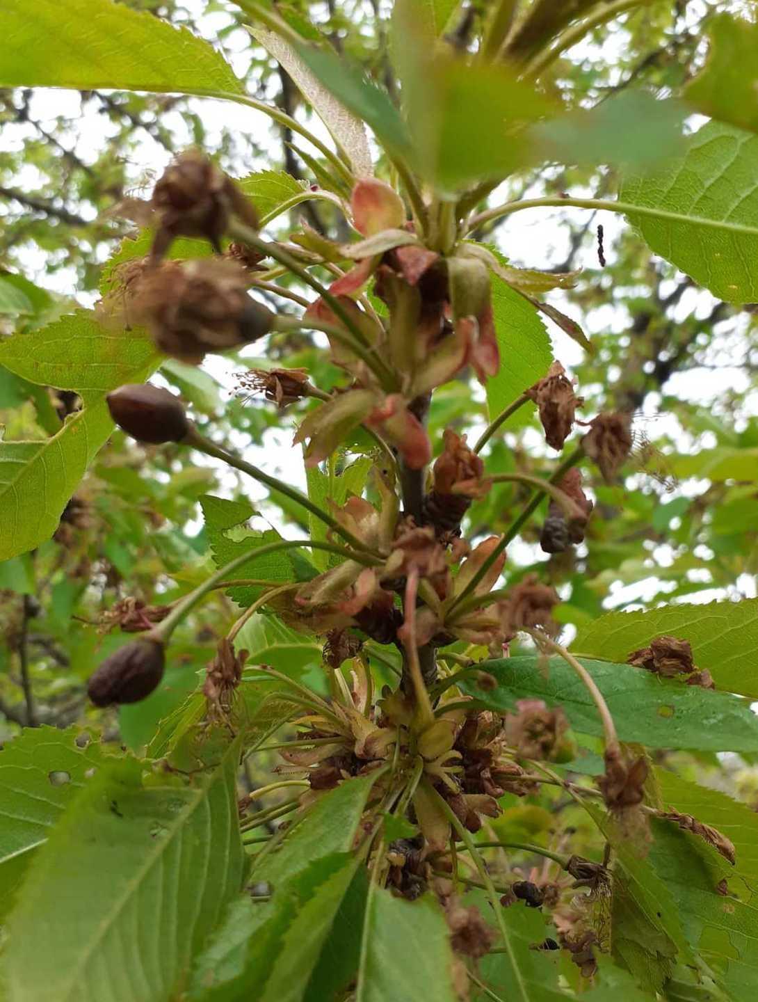 Gelate, gli agricoltori chiedono aiuto 