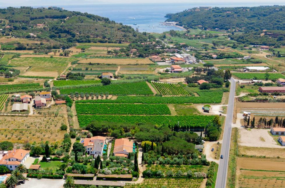 Brinata killer per i germogli di Aleatico: «Pronti a chiedere lo stato di calamità» 
