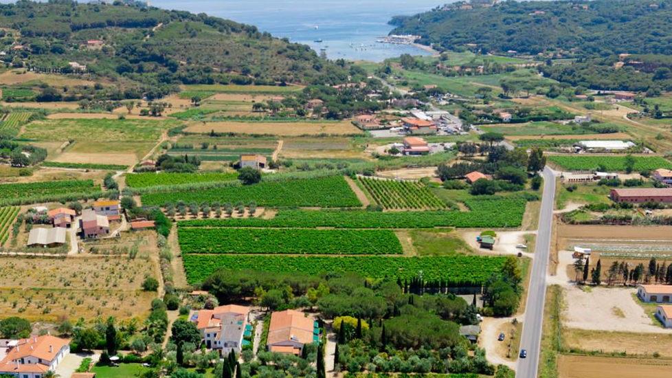 Brinata killer per i germogli di Aleatico: «Pronti a chiedere lo stato di calamità»