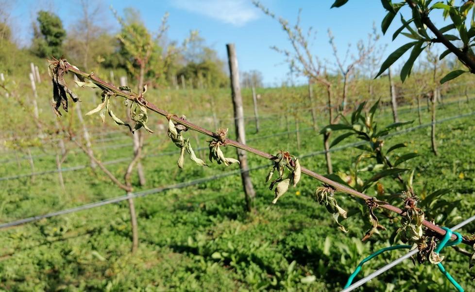 Aziende in ginocchio per il gelo: «Distrutta metà della produzione» 