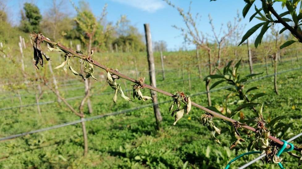 Aziende in ginocchio per il gelo: «Distrutta metà della produzione»