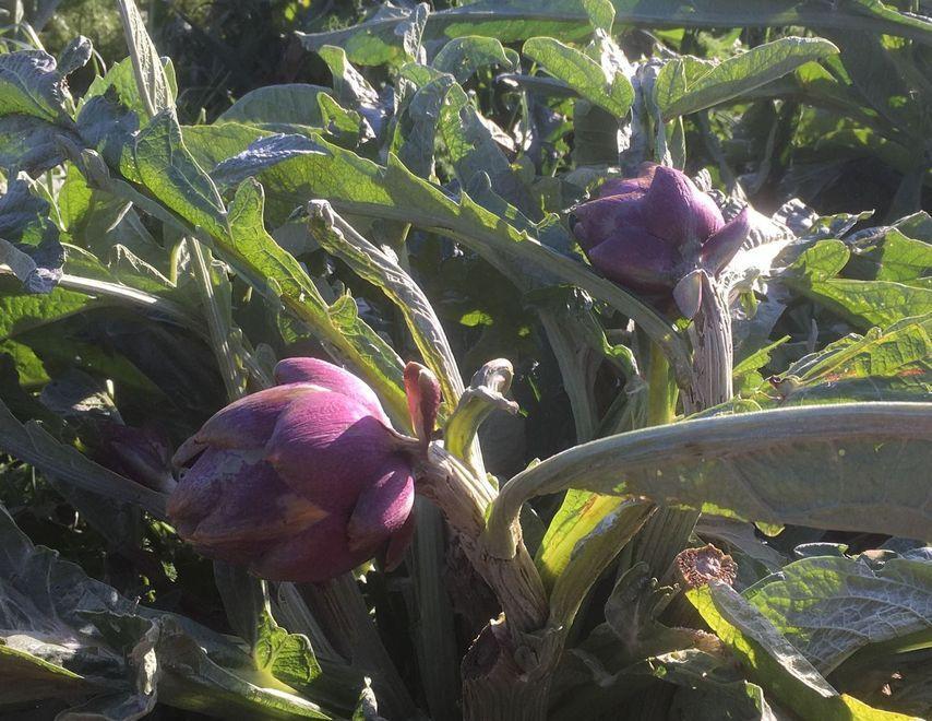 Gelate, agricoltura in ginocchio La politica si mobilita in aiuto 