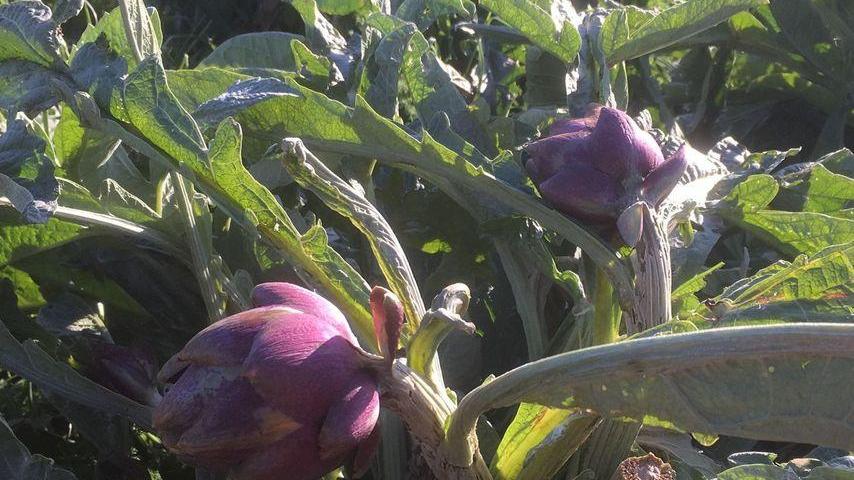 Gelate, agricoltura in ginocchio La politica si mobilita in aiuto