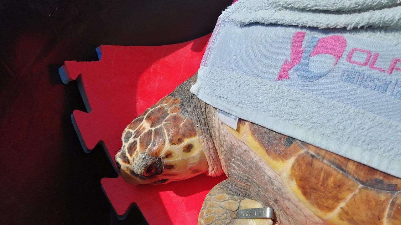 L’ultima foto della tartaruga Eleonora in Toscana prima del lungo viaggio (Arpat)
