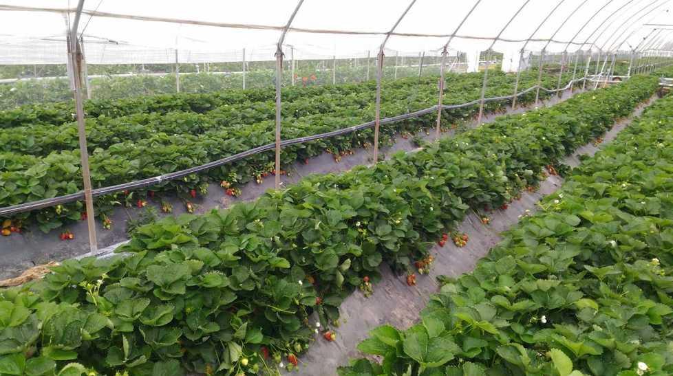 La cultivar Flavia la qualità di fragola Civ che ha successo al sud 