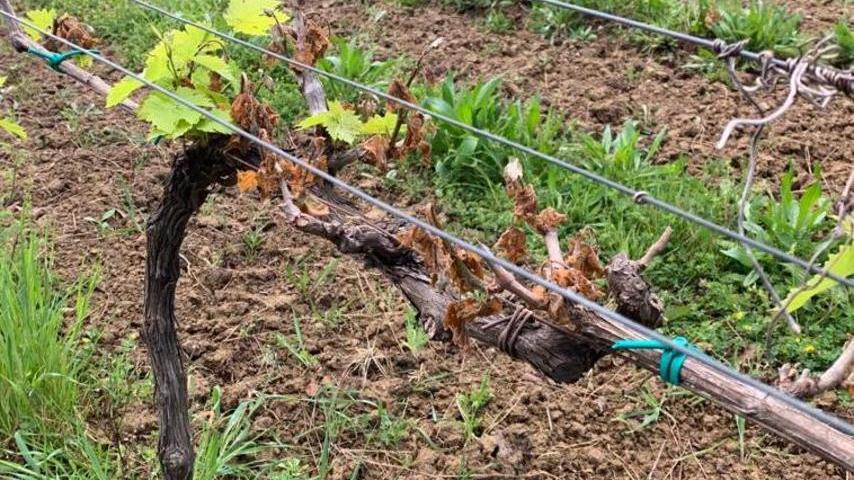Germogli “cotti” dal gelo all'isola d'Elba, gli agricoltori: «Danni a ettari di vigneti»