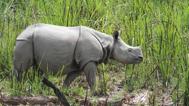 Nepal: rinoceronti in aumento del 16% rispetto al 2015