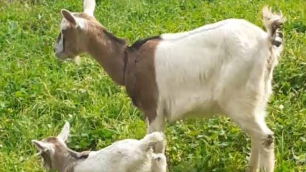 Attacco alle caprette in una casa a Partino: «Sono stati i lupi»