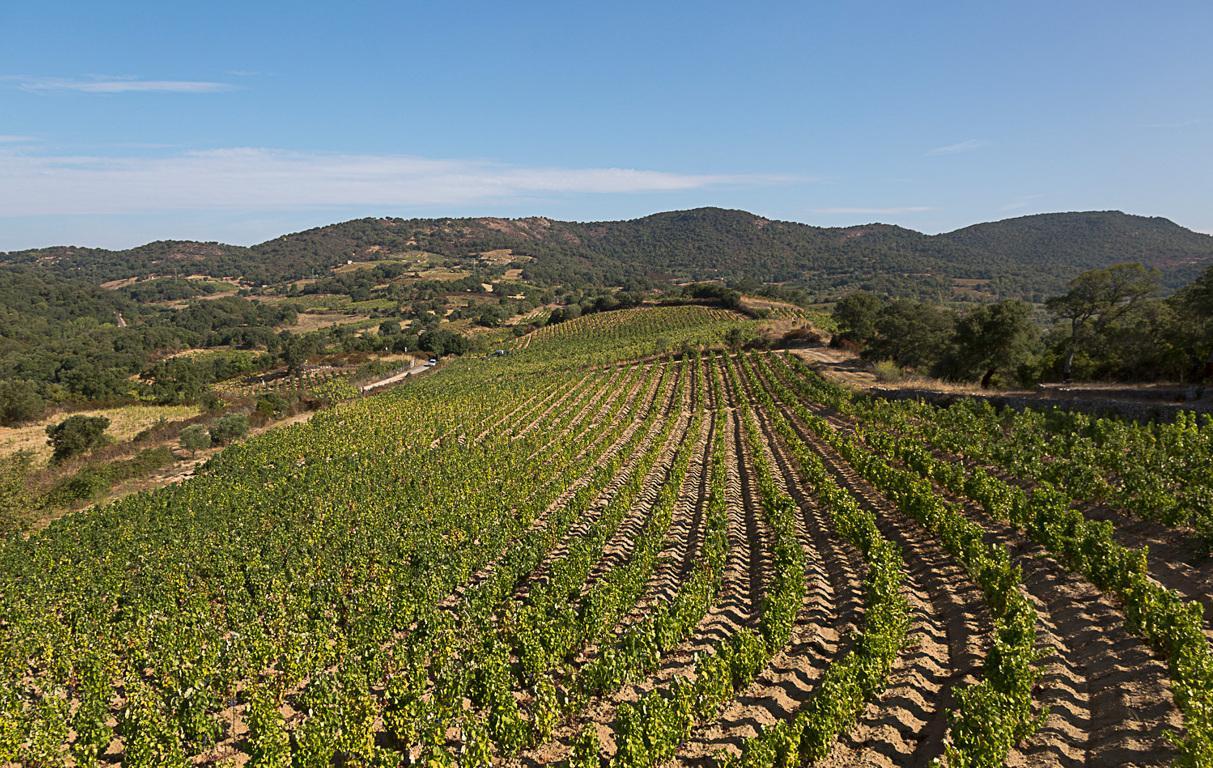 Il gelo di aprile devasta le vigne dell’Oristanese 