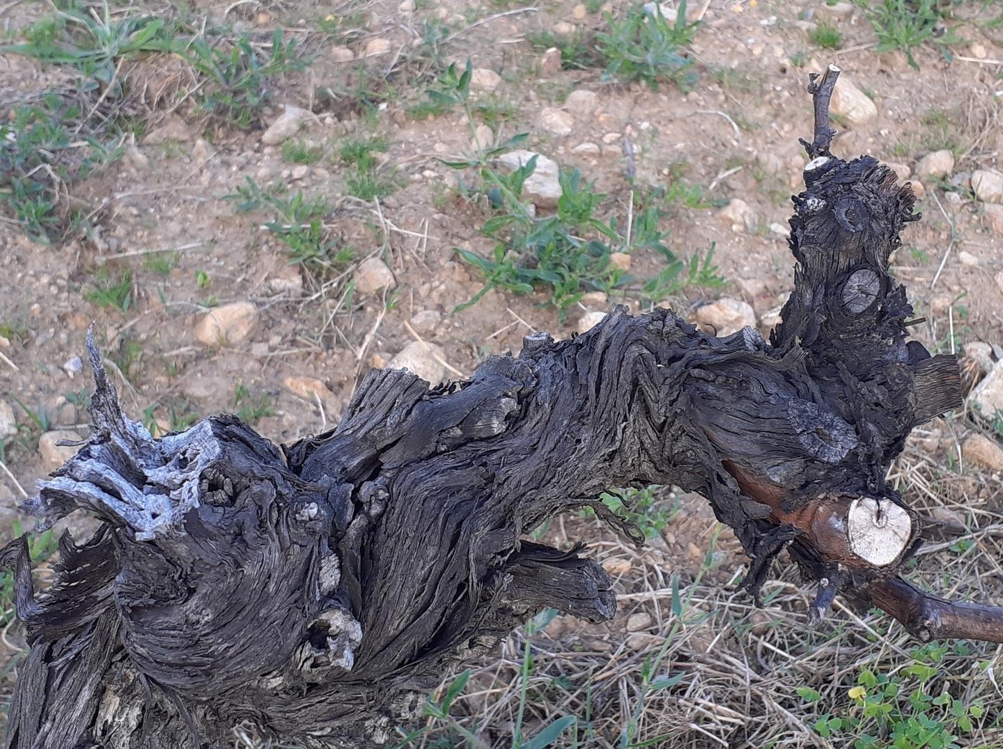 Gelate sulle colture, sos dei sindaci 