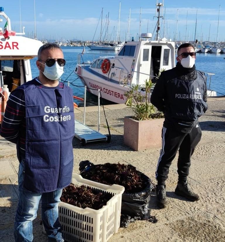 Mille ricci di mare sequestrati denunciati tre pescatori di frodo