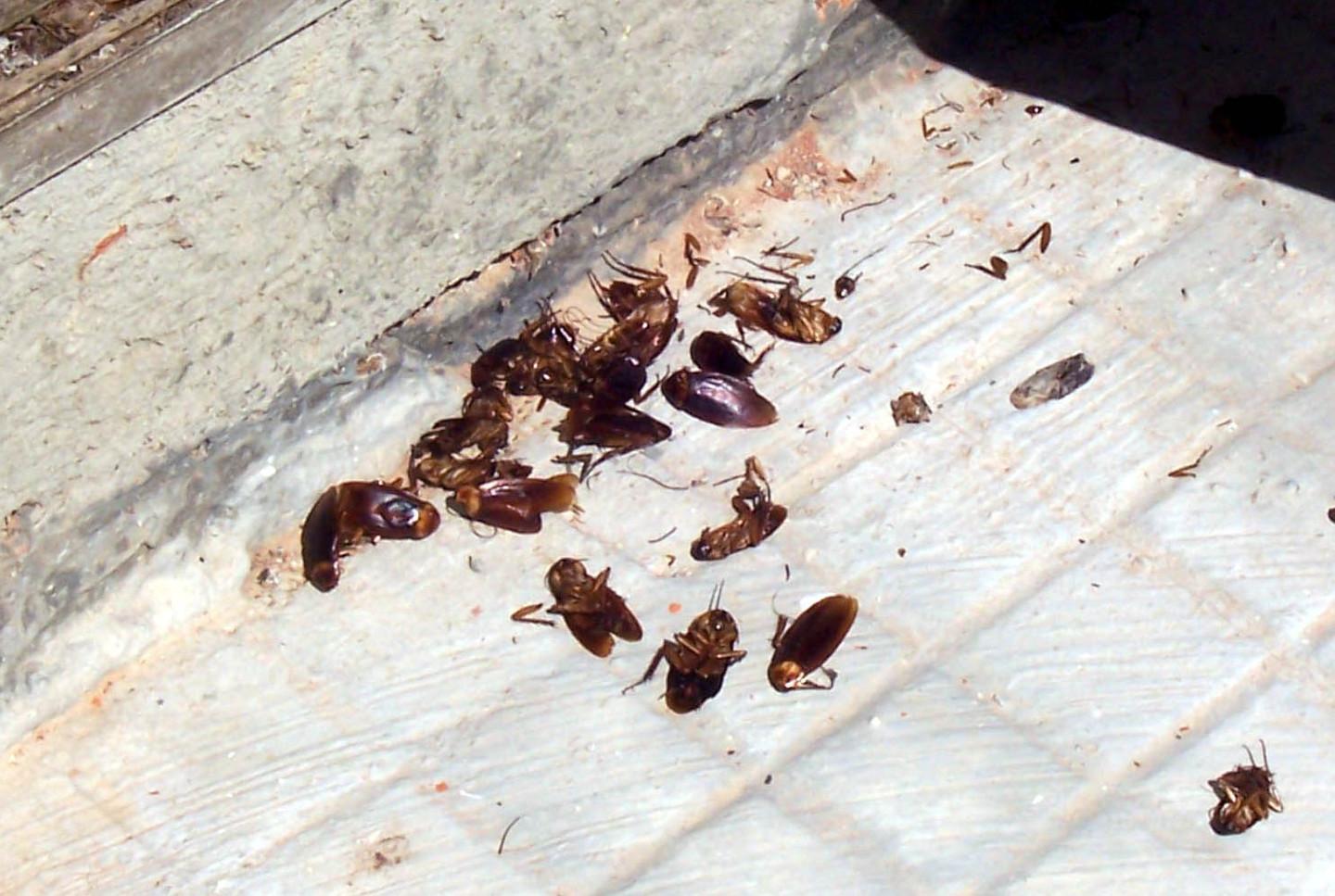 Blatte in città, al via la disinfestazione 