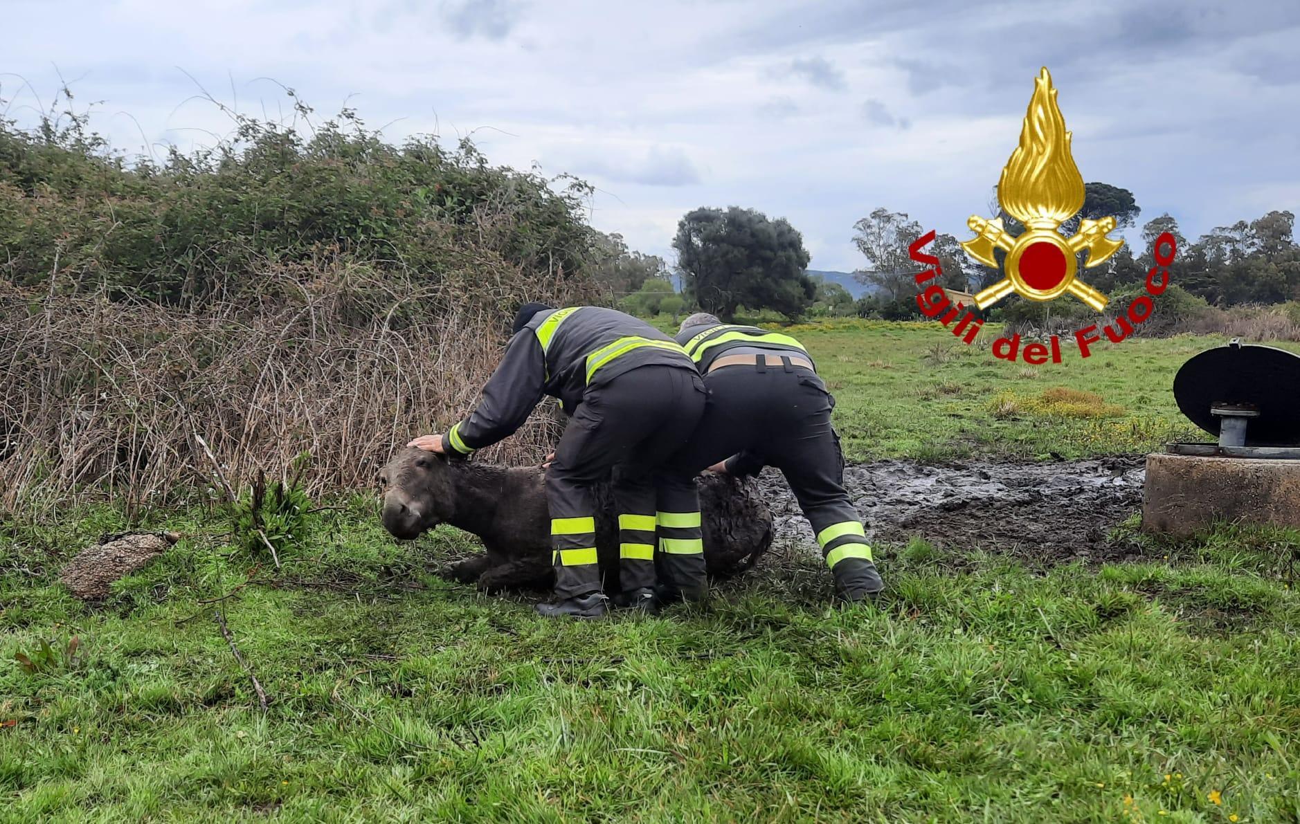 Arzachena: asinello cade in una pozza, lo salvano i vigili del fuoco 