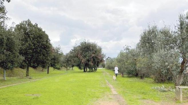 In arrivo 410 alberi nel parco VIII Marzo a Piombino: un bosco alle porte della città