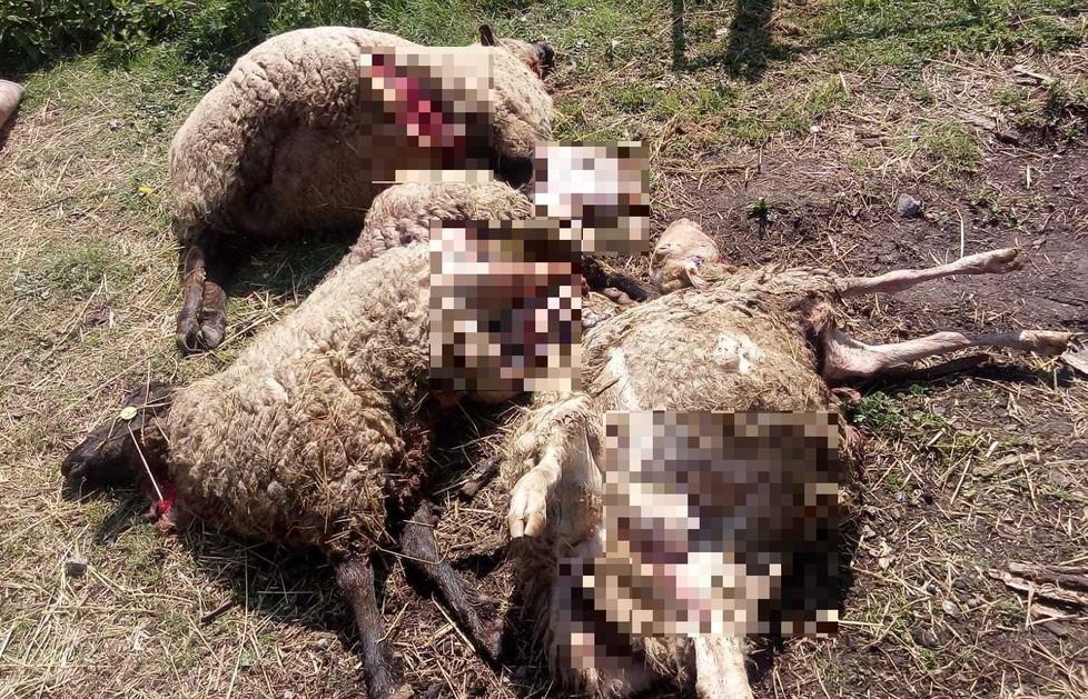 Tre pecore gravide attaccate dai lupi nel recinto di Borzano 