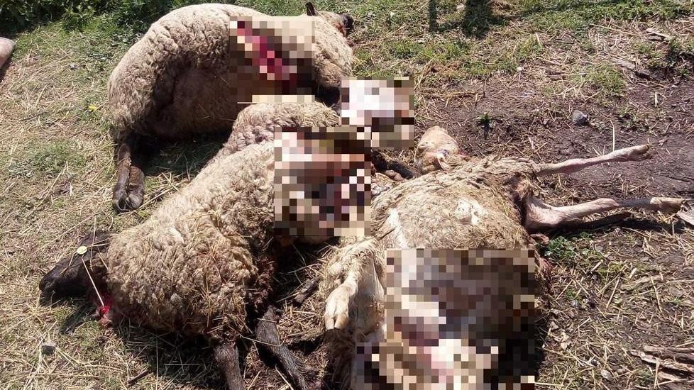 Tre pecore gravide attaccate dai lupi nel recinto di Borzano