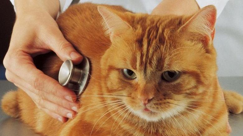 Micetto mio, ti curerò con i farmaci generici Fa bene anche alla... tasca, cauti i veterinari