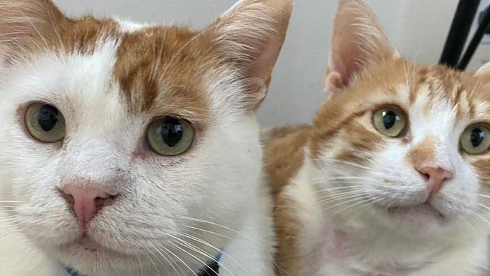“A Code Unite”, dalla parte dei gatti che sono in difficoltà
