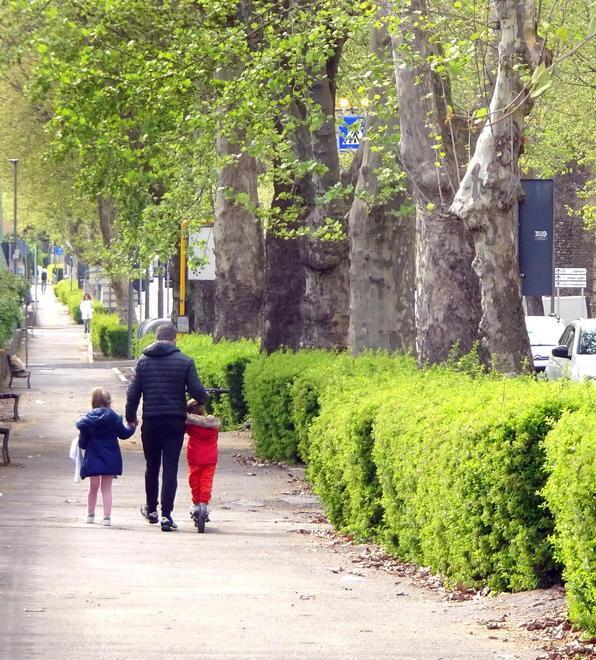 Motoseghe in viale Matteotti saranno abbattuti venti platani 