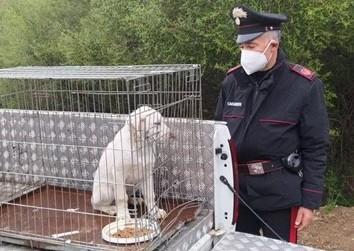 Budoni, cucciolo legato con un peso al collo: denunciato il padrone