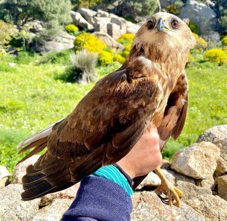 L’Asinara terra di uccelli migratori 
