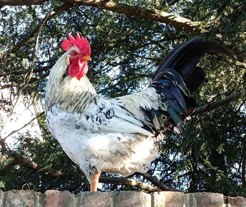 Copparo, contest fotografico per Garibaldi. E i vicini di Berra rosicano un po’ 
