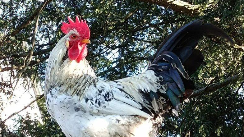 Copparo, contest fotografico per Garibaldi. E i vicini di Berra rosicano un po’