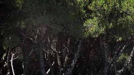 Bocciato il progetto, niente svolta “verde” a Carrara