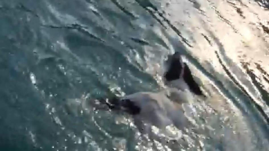 La gioia di Casper, il cane cieco salvato in mare dentro al porto di Rosignano