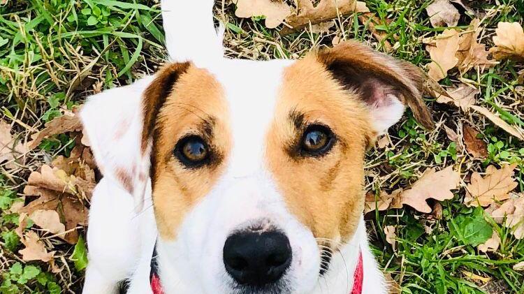 Cagnolino morto, non è stato un lupo