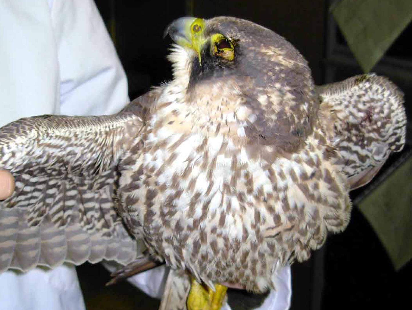 Nasce il centro di recupero della fauna selvatica 