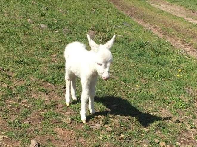 Parco Mariani, nasce un asinello albino 