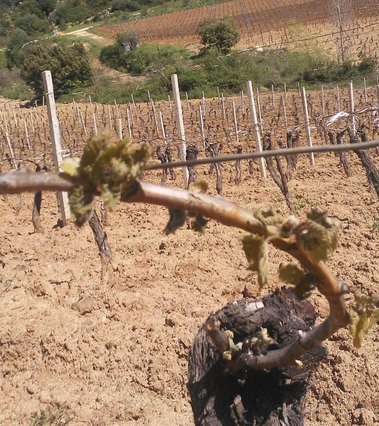 Danni dalle gelate di aprile chiesto lo stato di calamità 