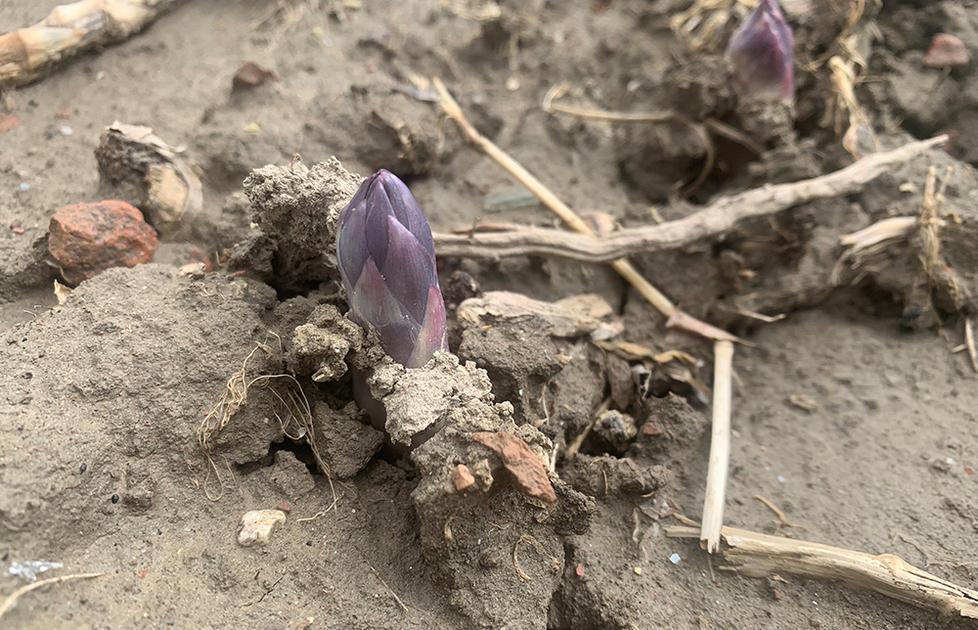 Le gelate colpiscono duro È allarme per gli asparagi 