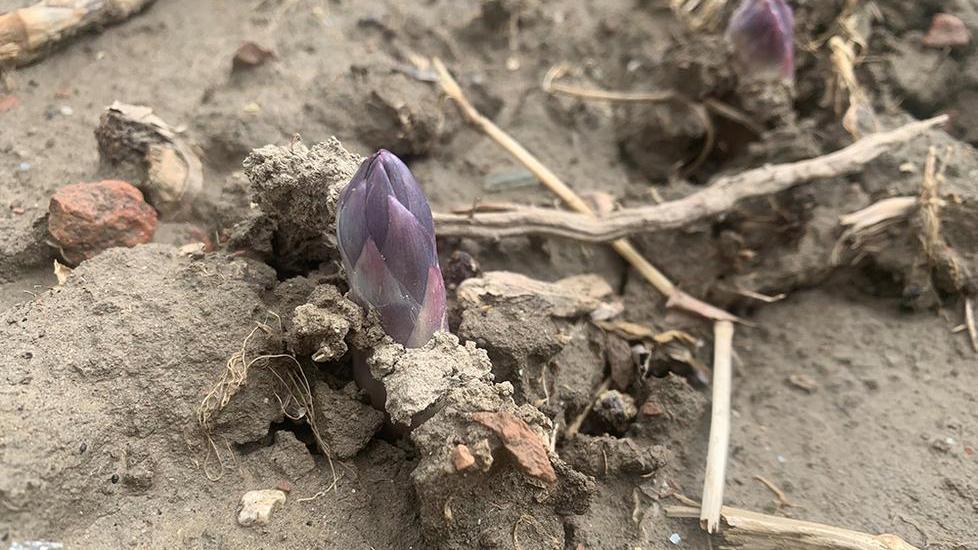 Le gelate colpiscono duro È allarme per gli asparagi