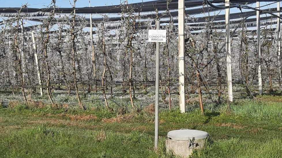 Il Consorzio di bonifica “pompa” acqua di notte in 225 ettari di colture