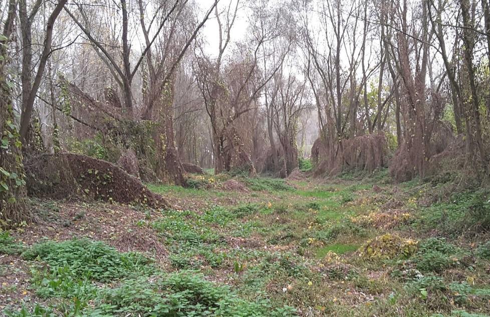 Il bosco di Porporana da ripulire e visitare 