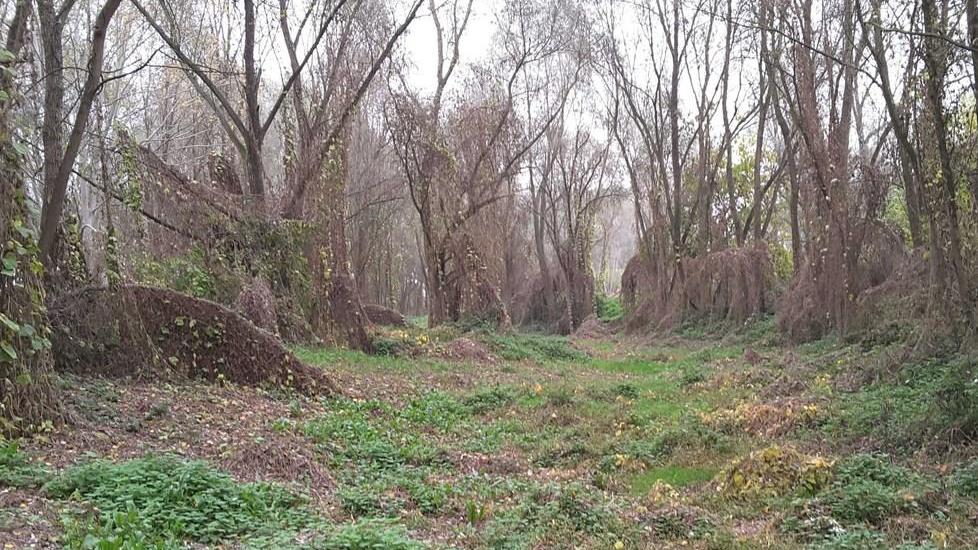 Il bosco di Porporana da ripulire e visitare