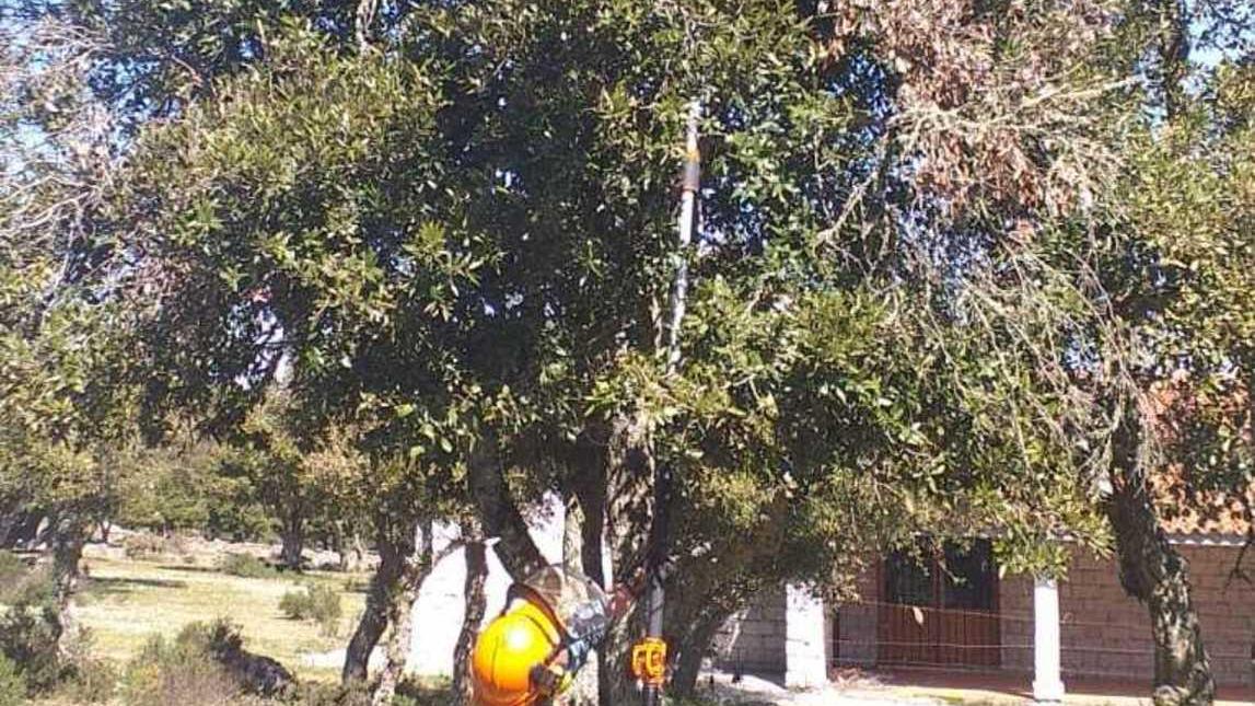 Coleottero killer, Buddusò al lavoro per proteggere le sugherete