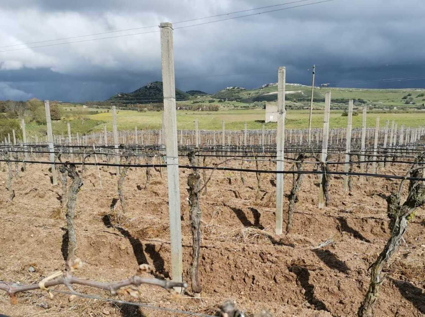 Gelate a Mores, chiesto lo stato di calamità 