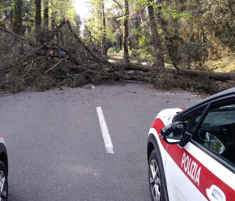 Cade un albero lungo il Viale dei Tigli Strada chiusa ad auto, biciclette e pedoni 