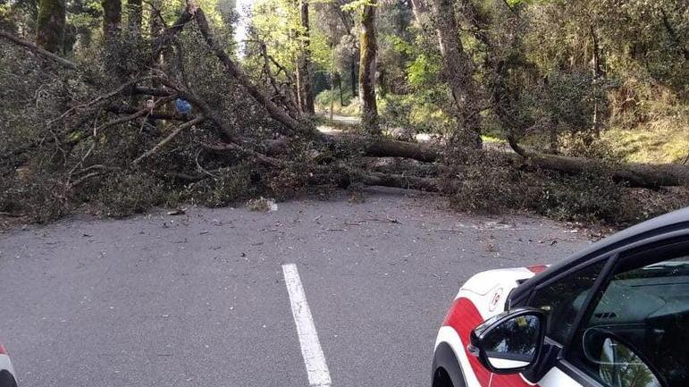 Cade un albero lungo il Viale dei Tigli Strada chiusa ad auto, biciclette e pedoni