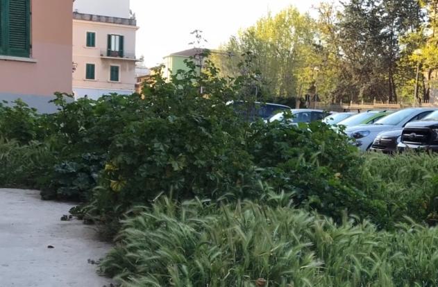 I giardini di via Torino sono diventati una foresta