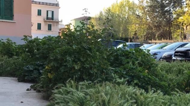 I giardini di via Torino sono diventati una foresta