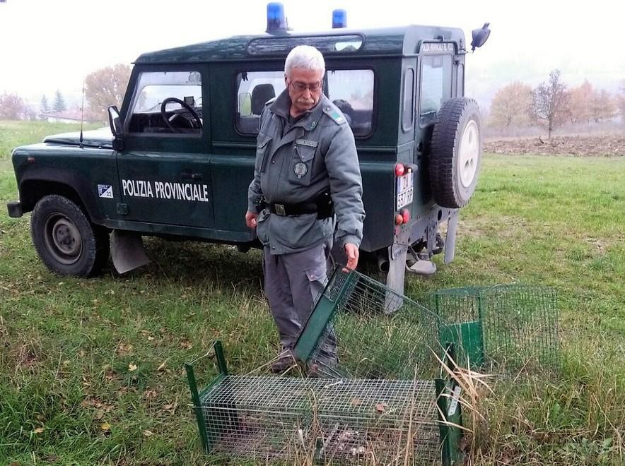 «Più di settecento volontari in azione contro l’invasione di 16.880 nutrie» 