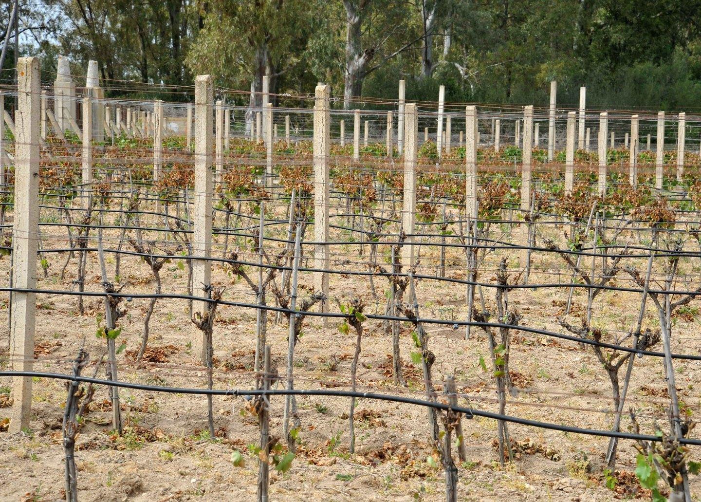 Le “Città del vino” chiedono aiuto 