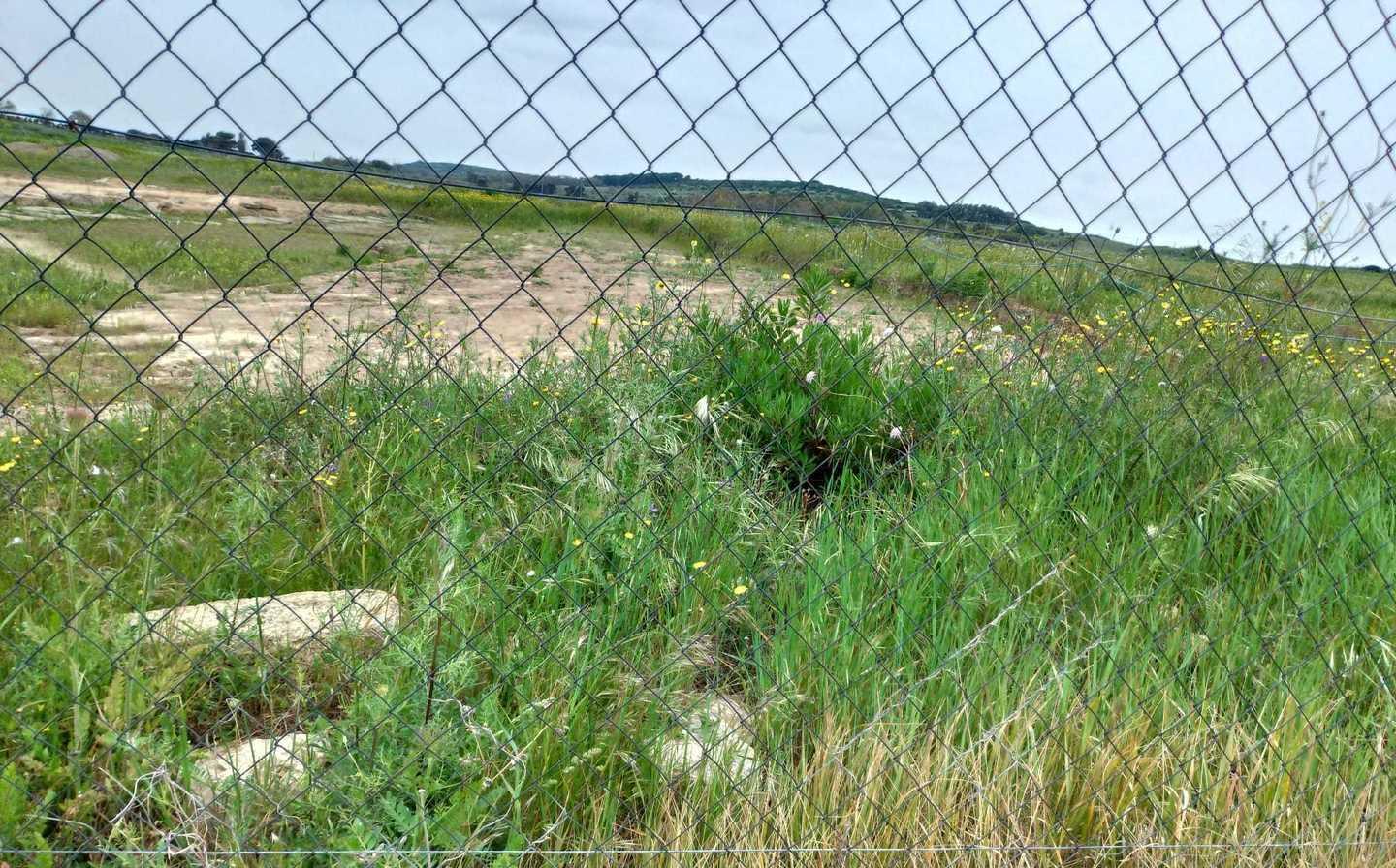 Scavi fermi a Mont’e Prama il sito invaso dalle erbacce 