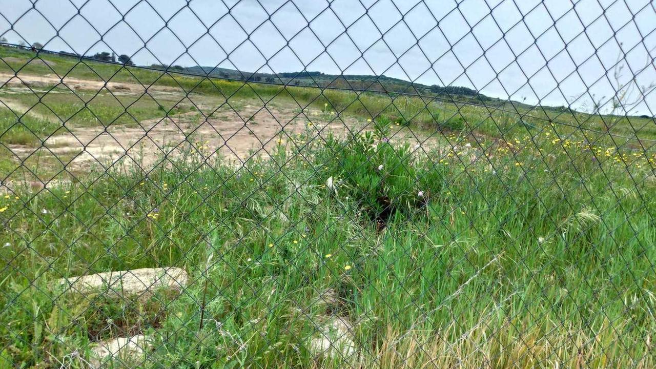 Scavi fermi a Mont’e Prama il sito invaso dalle erbacce 