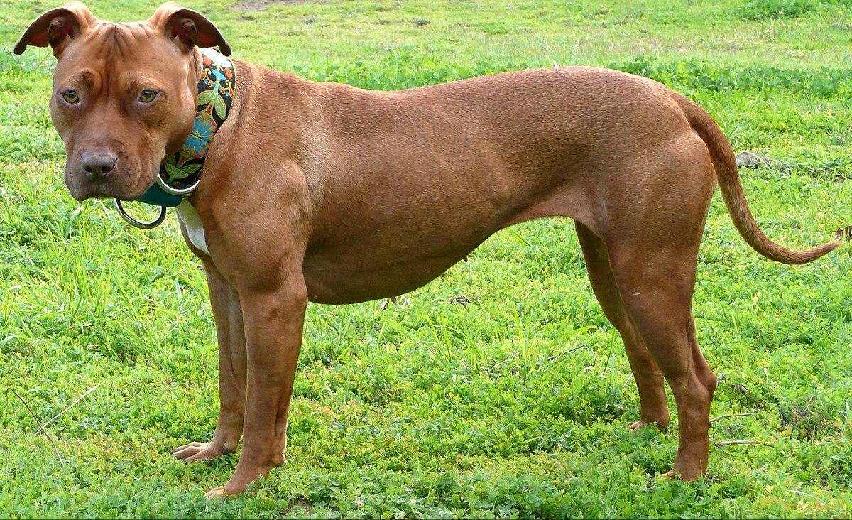 Carpi. Proprietario denuncia «Due pitbull hanno ucciso le mie caprette» 