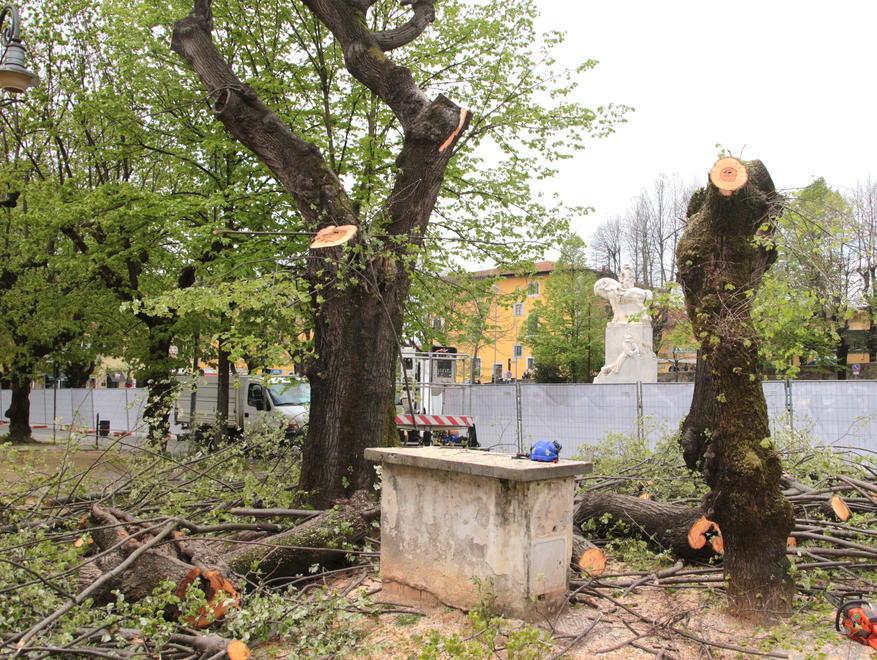 Giù i primi tigli, in piazza Statuto si scatena la protesta 